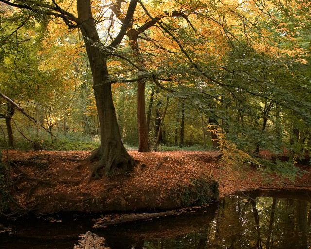 Small pond trees leaves forest #2 free wallpaper - medium preview image
