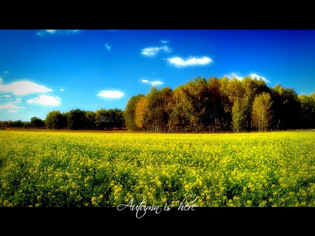 Yellow flowers trees blue sky #4 free wallpaper - medium preview image