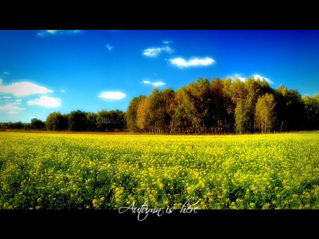 Yellow flowers trees blue sky #7 free wallpaper - medium preview image