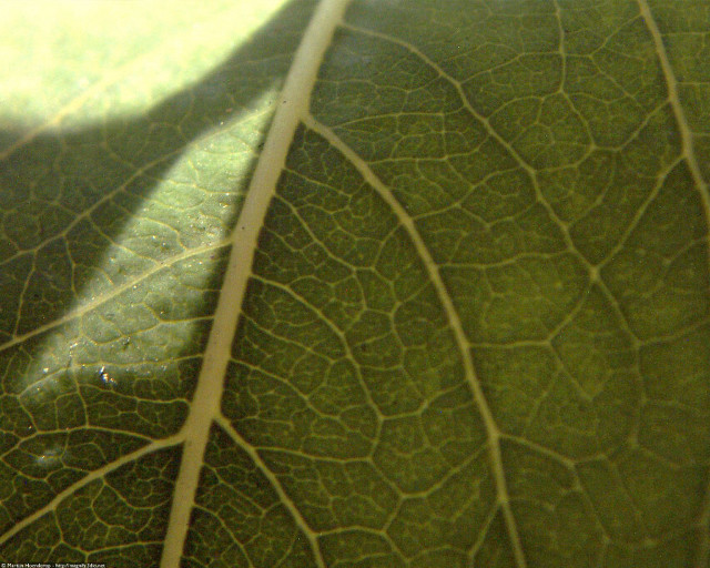 Leaf shadow light macro brick free wallpaper - medium preview image