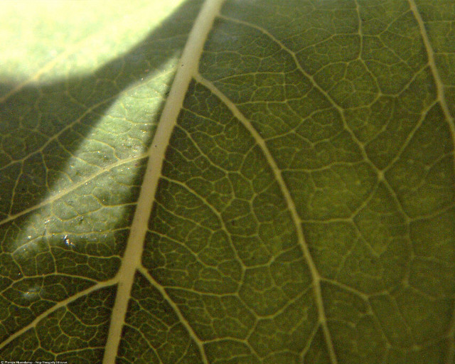 Leaf shadow light photorealism macro free wallpaper - medium preview image