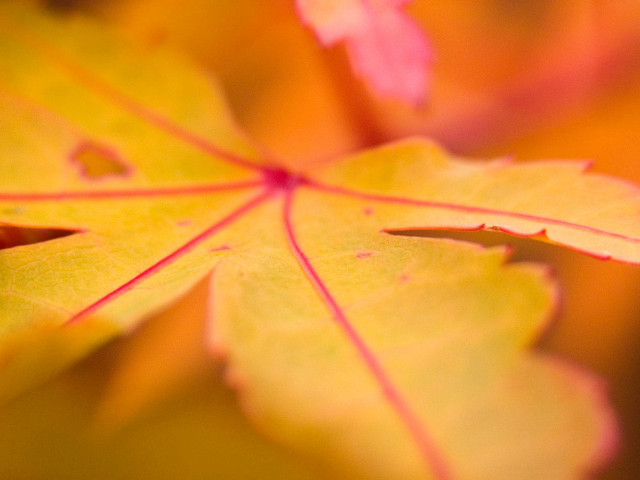 Close up leaf yellow background free wallpaper - medium preview image