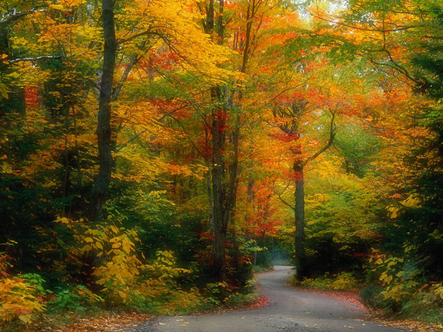 Autumn road trees yellow red free wallpaper - medium preview image