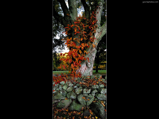 Tree red leaves stone wall free wallpaper - medium preview image
