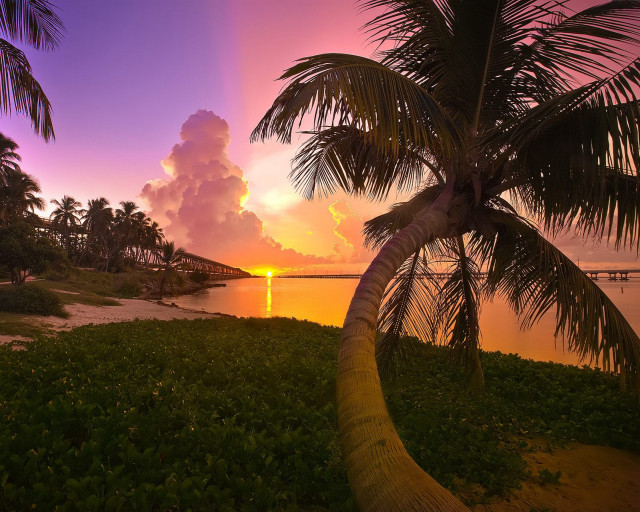 Palm tree sunset water bridge #2 free wallpaper - medium preview image