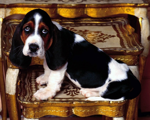 Dog sad chair hand neoclassicism free wallpaper - medium preview image