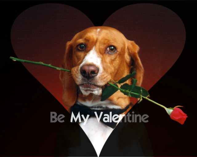 Dog rose heart be my #3 free wallpaper - medium preview image