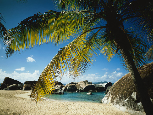Palm tree beach rocks blue free wallpaper - medium preview image