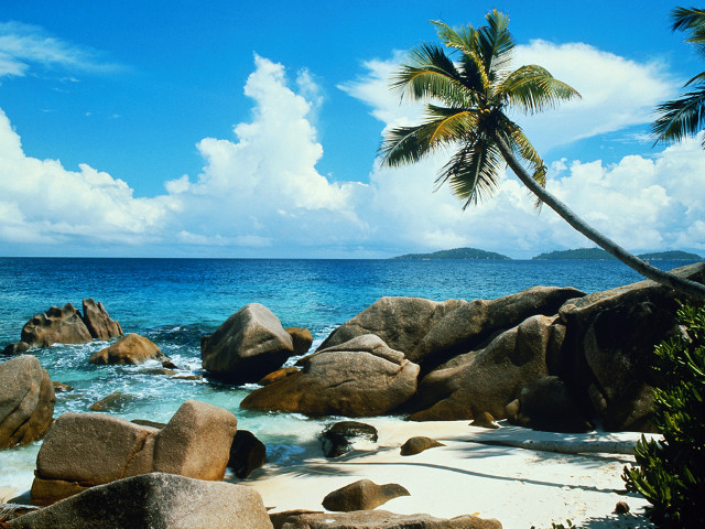 Palm tree beach rocks water free wallpaper - medium preview image