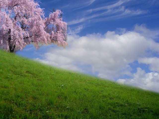 Pink flower tree grassy hill free wallpaper - medium preview image