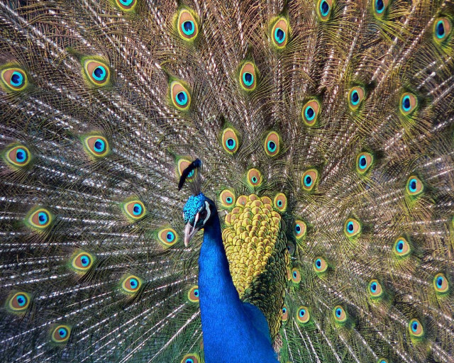 Peacock feathers spread out tail #5 free wallpaper - medium preview image