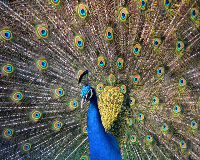 Peacock feathers spread out colorful free wallpaper - medium preview image