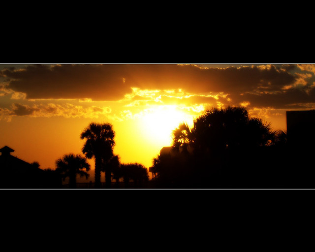 Sunset palm trees building skyline free wallpaper - medium preview image
