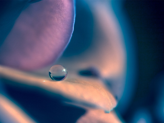 Flower water drop petals blue #2 free wallpaper - medium preview image