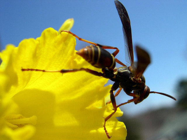 Bee flower sky macro ecological #2 free wallpaper - medium preview image