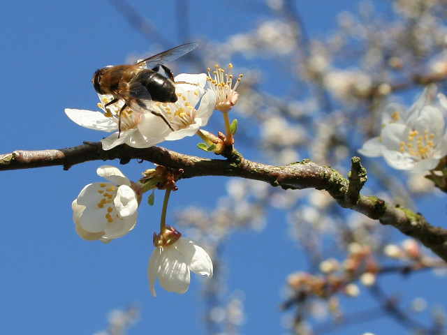 Bee branch white flowers blue free wallpaper - medium preview image