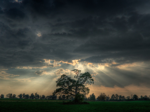 Tree field clouds sunbeams distance free wallpaper - medium preview image