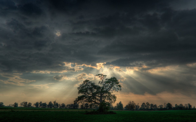 Tree field clouds sun rays #6 free wallpaper - medium preview image