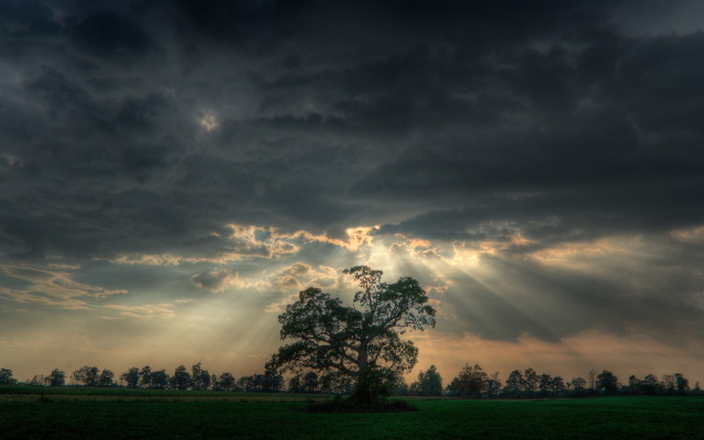 Tree field clouds sun rays free wallpaper - medium preview image