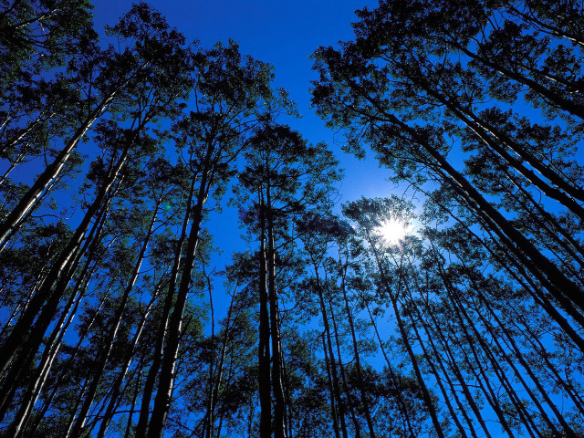 Tall trees sunshine sky nature free wallpaper - medium preview image