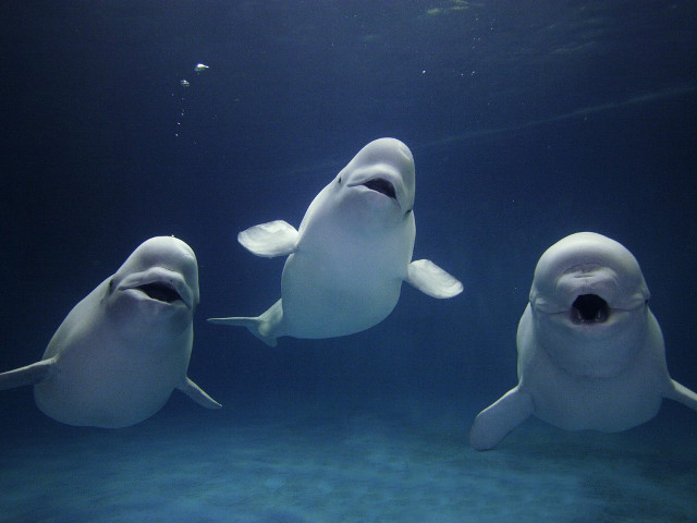 Three white sharks blue ocean #2 free wallpaper - medium preview image