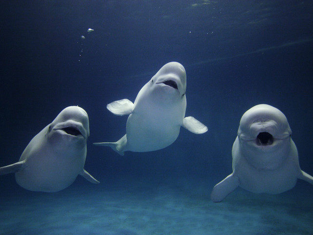 Three white sharks blue ocean #6 free wallpaper - medium preview image