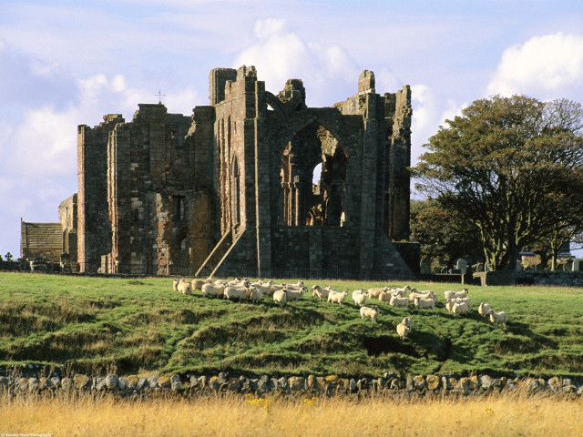 Sheep grazing castle grassy field #2 free wallpaper - medium preview image