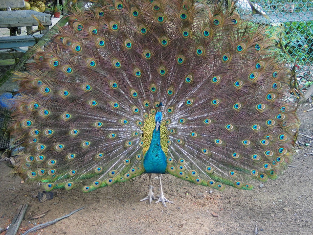 Peacock feathers fanned bench tree free wallpaper - medium preview image
