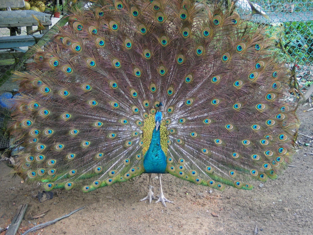 Peacock feathers fanned bench tree #3 free wallpaper - medium preview image