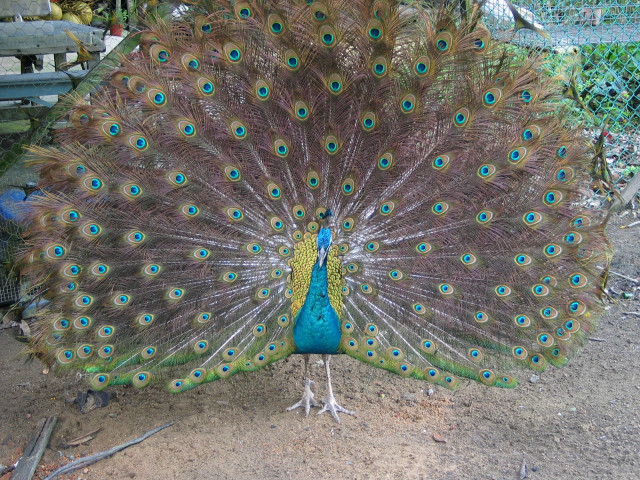 Peacock feathers fanned bench tree #4 free wallpaper - medium preview image