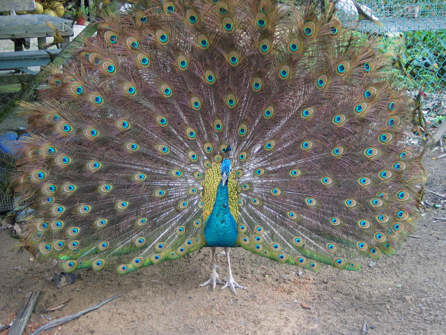 Peacock feathers fanned bench tree #5 free wallpaper - medium preview image
