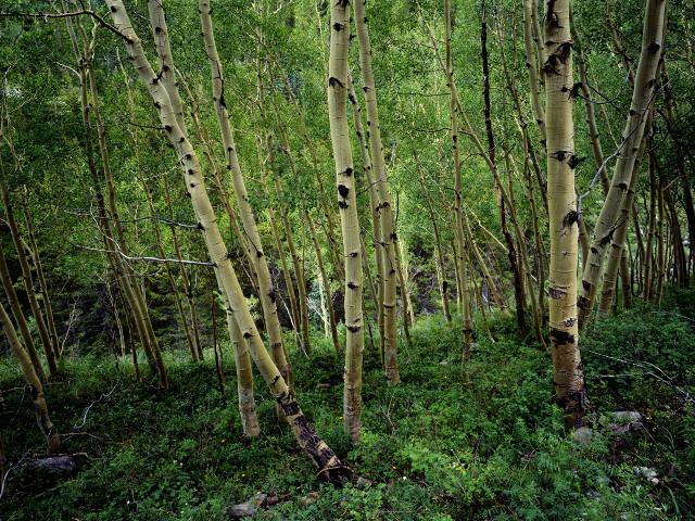 Bamboo forest grove nature path free wallpaper - medium preview image