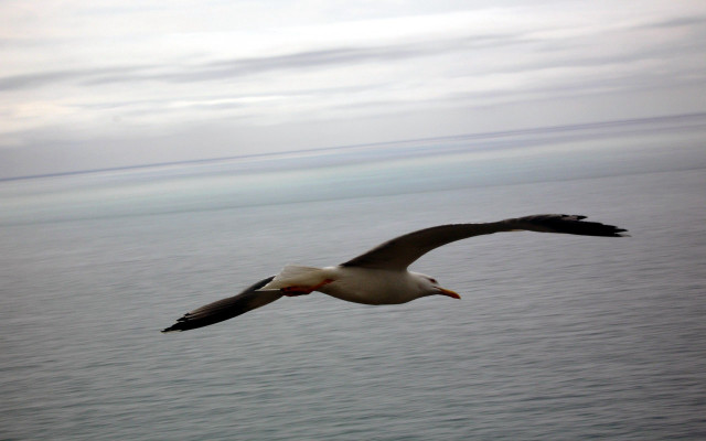 Seagull flying ocean cloudy red #4 free wallpaper - medium preview image