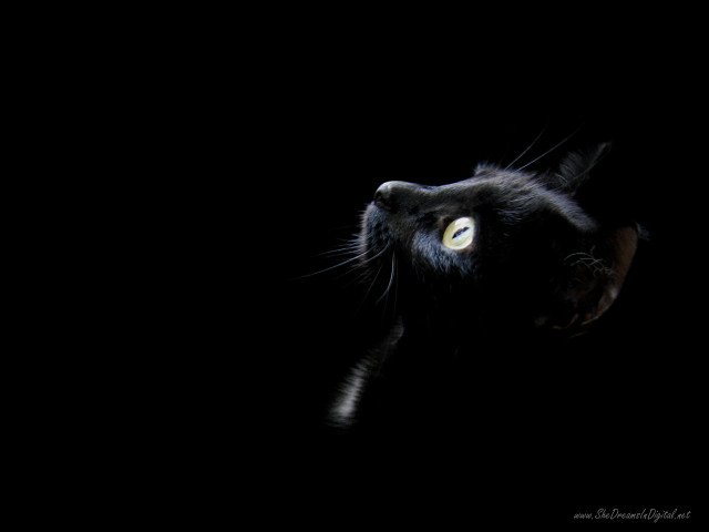 Black cat glowing eyes dark #3 free wallpaper - medium preview image