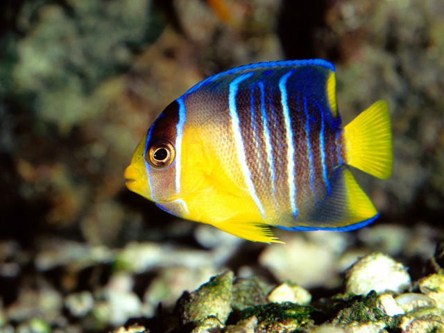 Blue yellow fish ocean floor #2 free wallpaper - medium preview image
