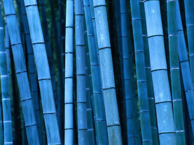 Blue bamboo sticks green leaves free wallpaper - medium preview image