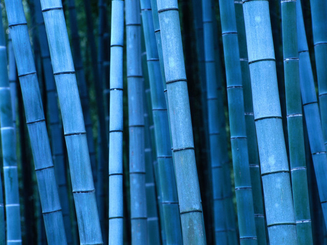 Blue bamboo sticks forest trees free wallpaper - medium preview image