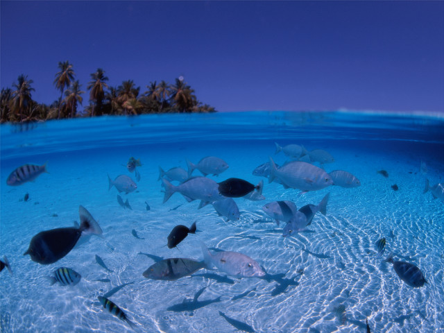 Fish ocean palm island bubble free wallpaper - medium preview image