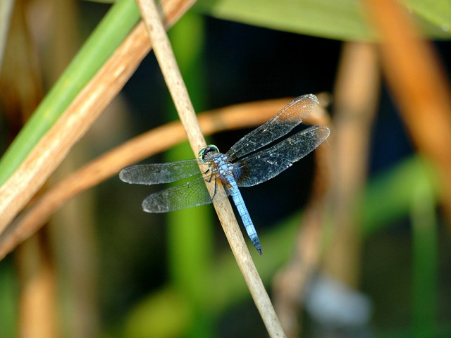 Blue dragonfly plant stem sunlight free wallpaper - medium preview image