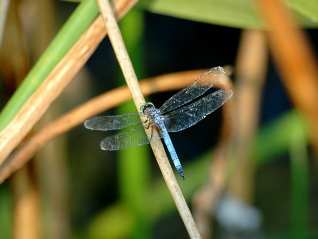 Blue dragonfly plant stem blurry free wallpaper - medium preview image