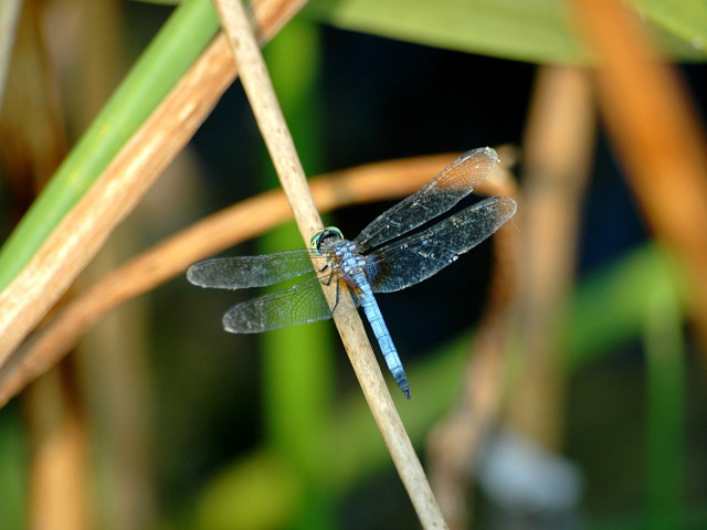 Blue dragonfly plant stem blurry #3 free wallpaper - medium preview image