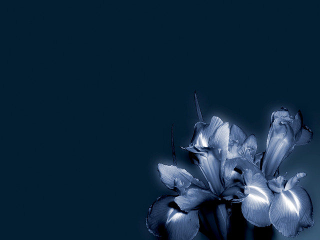 Blue flower vase table black free wallpaper - medium preview image