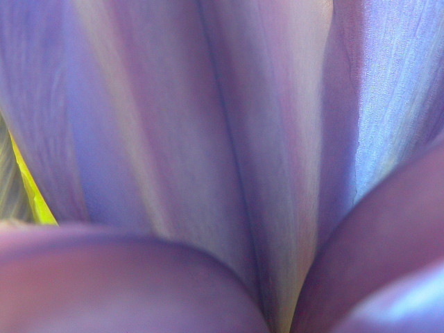 Flower blurry purple yellow macro free wallpaper - medium preview image