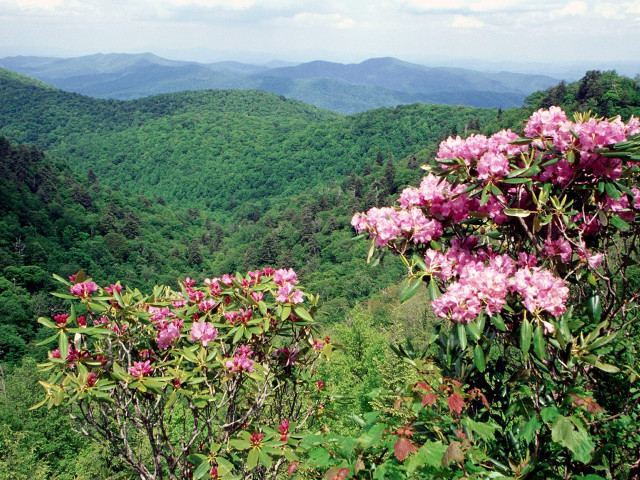 Valley mountains flowers foreground scenic free wallpaper - medium preview image