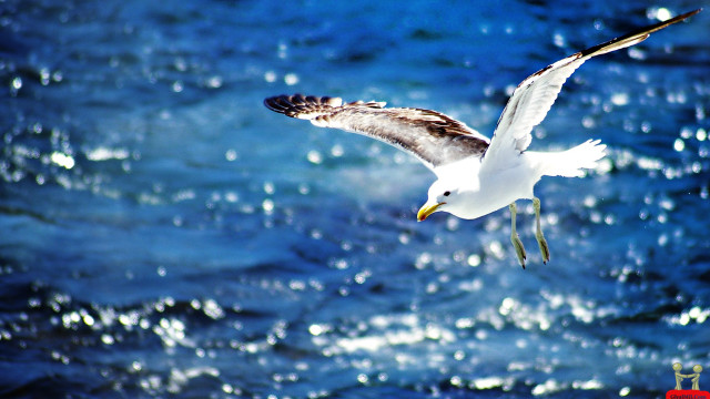 Seagull flying ocean wings spread free wallpaper - medium preview image