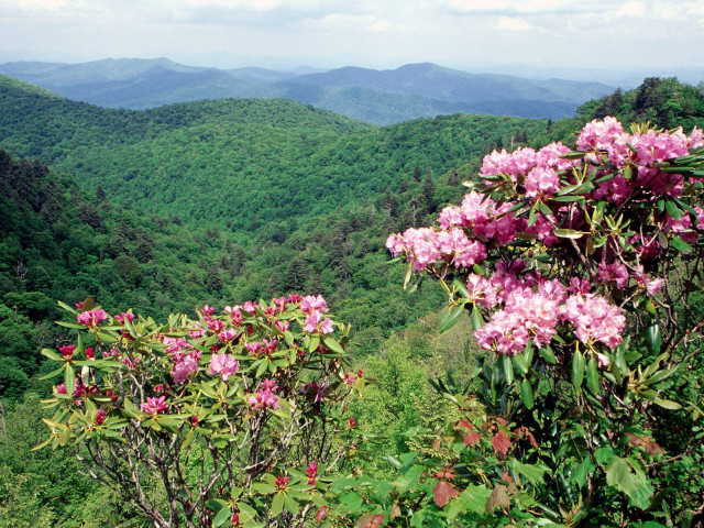 Valley mountains flowers foreground scenery #2 free wallpaper - medium preview image