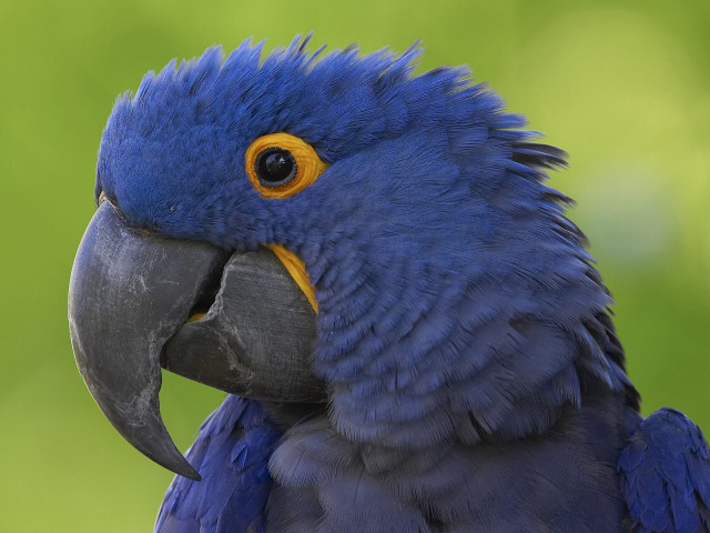 Blue parrot yellow beak green free wallpaper - medium preview image
