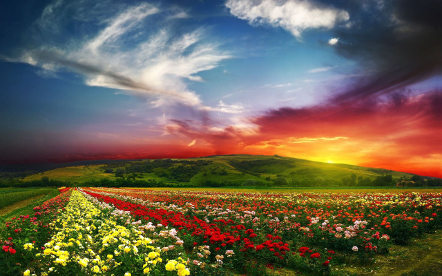 Flower field sunset horizon mountain free wallpaper - medium preview image