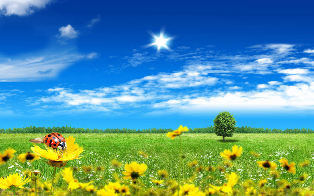Ladybug yellow flower field blue #2 free wallpaper - medium preview image