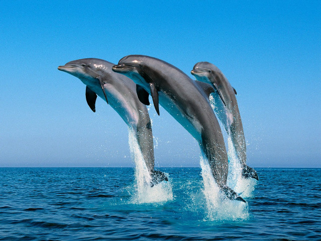 Dolphins jumping ocean blue sky #13 free wallpaper - medium preview image